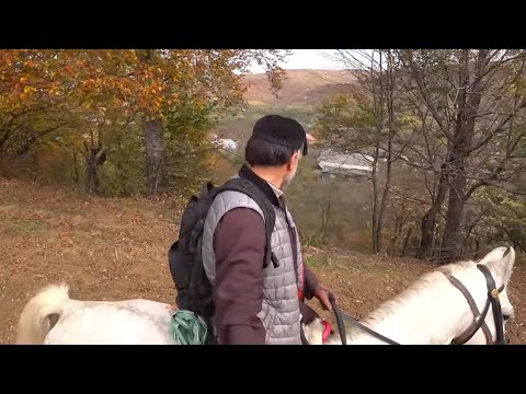 Видео: ПОХОД 80 км в ГОРЫ на ЖЕРЕБЦЕ.