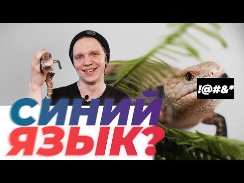 Видео: Синеязыкий сцинк! Почему язык синий? Проблемы содержания и их решения.