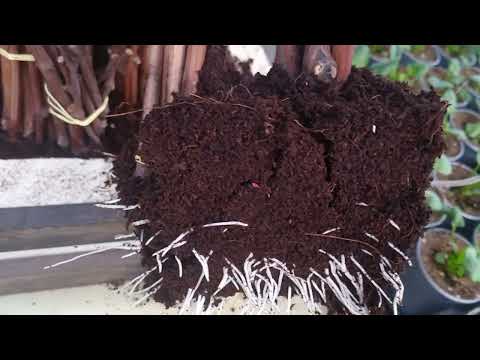 Видео: С ризопоном БАРАДА корней через 14 дней на черенке винограда. Первая важная подкормка при пересадке