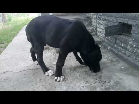 Видео: Шалости алабая.Приглашение к игре.