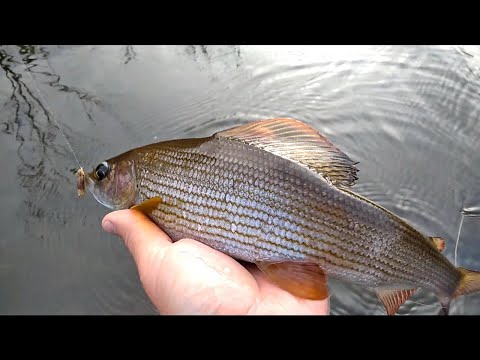 Видео: Нахлыст. Дыхание осени.Fly fishing. Breath of autumn. Рыбалка нахлыстом осенью на малой реке.