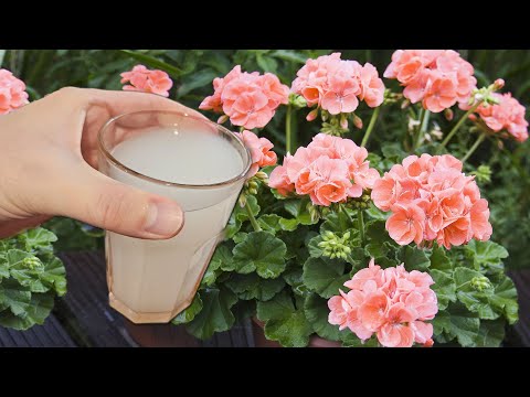 Видео: Внеси под любой цветок и даже самый слабый куст оживет, позеленеет и будет пышно цвести круглый год!