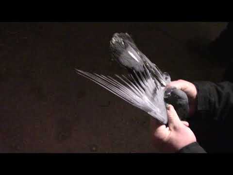 Видео: Ф. 290 ч.2