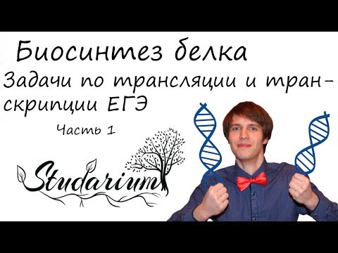 Видео: Задачи по биосинтезу белка. Трансляция и транскрипция. Часть 1
