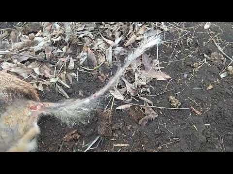 Видео: Лиса-Колхозница!  Есть такая порода. Рассказываю и показываю , новичкам на заметку.