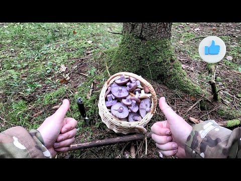 Видео: ❗ ГРИБНОЙ НОЯБРЬ 2024 в ПОДМОСКОВЬЕ👉ВЕШЕНКА, РЯДОВКА, ОПЯТА, ГОВОРУШКА.💥Пробую ГРУЗДЬ ОСИНОВЫЙ!