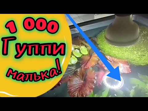 Видео: Как разводить Гуппи. Изменения на разводне.