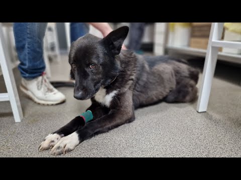 Видео: 💔Спасение бездомной собаки после предательства хозяев 💔 Animal Shelter