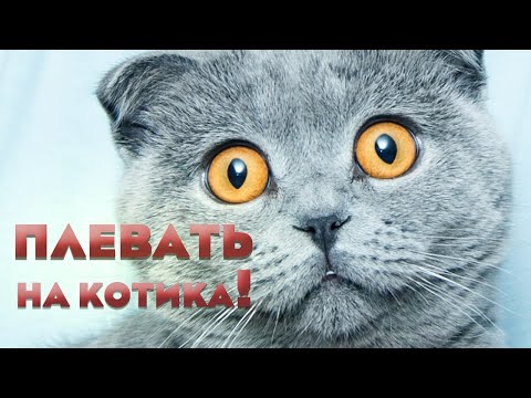 Видео: До этого нужно дорасти! Кого вы жалеете на самом деле?