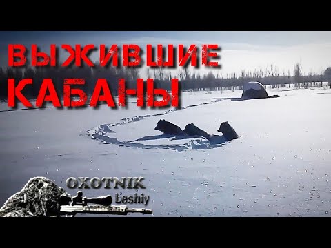 Видео: Кабаны ВЫЖИВАЛИ целую зиму в скирде!!!
