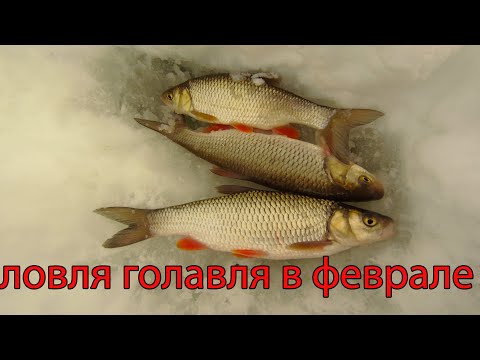 Видео: Первая рыбалка в феврале. Ловля крупного голавля!