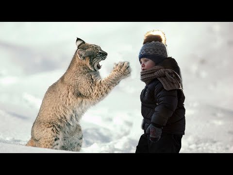 Видео: Срывая когти, РЫСЬ скребла дверь дома егеря. Его внуку угрожала смертельная опасность
