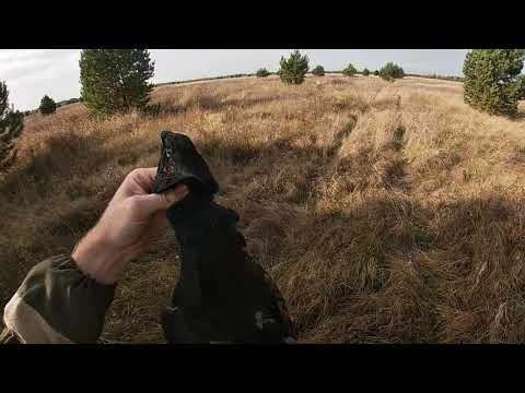 Видео: Охота на тетеревов в октябре с подхода.