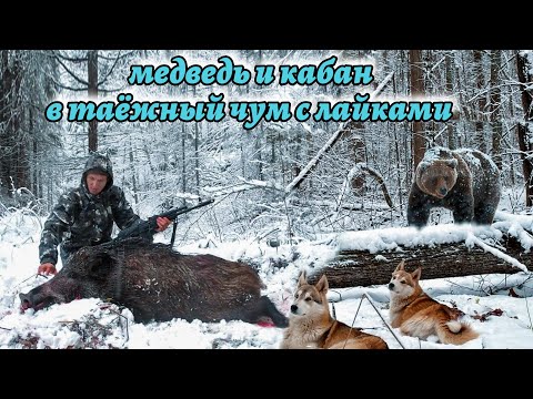 Видео: Медведь и кабан. В таежный чум с лайками