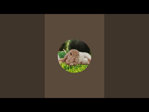 Видео: Fluffy House_Zoo в прямом эфире! 🩷🐇