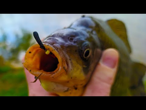 Видео: Ловлю Карасей и Плотву на Летнюю Мормышку. Рыбалка на Безмотылку с Боковым Кивком