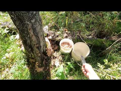 Видео: Кайфанули... Грибов 🍄 набрали...