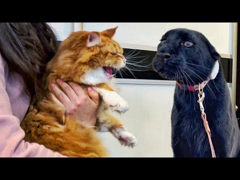 Видео: Реакция пантеры Луны на настоящую кошку😳🙈