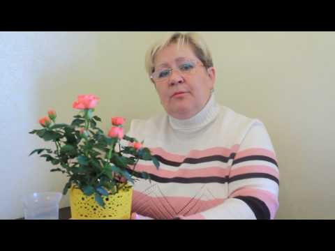 Видео: КОМНАТНАЯ РОЗА. УСЛОВИЯ ВЫРАЩИВАНИЯ.