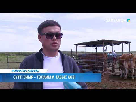 Видео: СҮТТІ СИЫР – ТОЛАЙЫМ ТАБЫС КӨЗІ