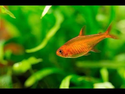 Видео: Тетра Аманда / Hyphessobrycon amandae