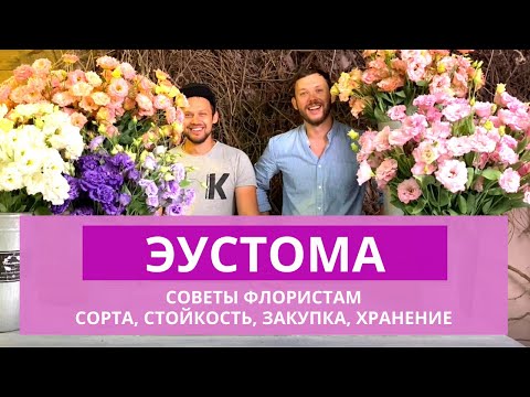 Видео: ЭУСТОМА | Сорта и стойкость Эустомы. Как закупать, хранить? Как определить качество Эустомы?