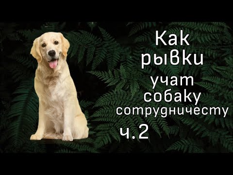 Видео: Как НЕ надо гулять с собакой? Комментирую видео зоопсихолога Евгении Маныкиной ч. 2
