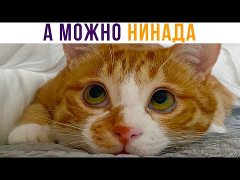 Видео: А МОЖНО НИНАДА?))) Приколы с котами | Мемозг 813