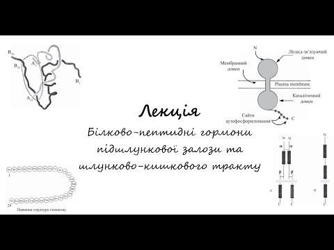 Видео: Біохімія.  Лекція.  Гормони підшлункової залози та шлунково кишкового тракту