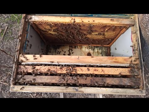 Видео: Слабая пчелиная семья. Как нарастить к главному взятоку?