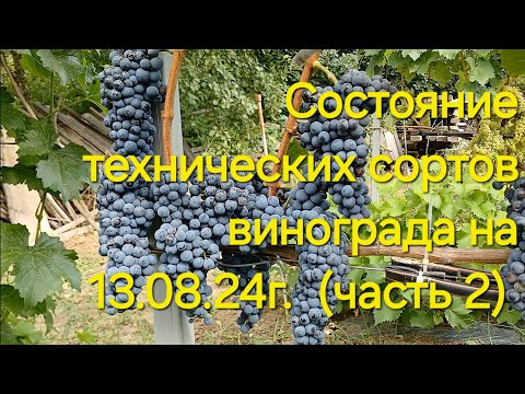 Видео: Обзор технических сортов винограда на 13.08.24г.