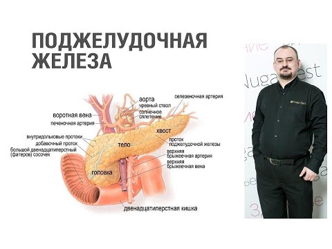 Видео: Поджелудочная железа - её строение и функция