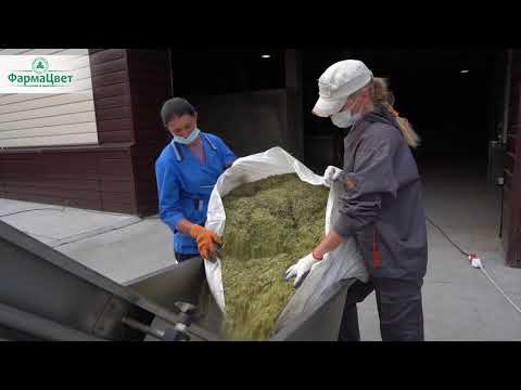 Видео: Технология сбора и обработки ромашки ФармаЦвет