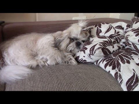 Видео: Как мотивировать ленивую собаку | Дрессировка ши тцу