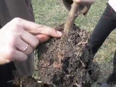 Видео: Майстер-клас «Як правильно посадити дерево»