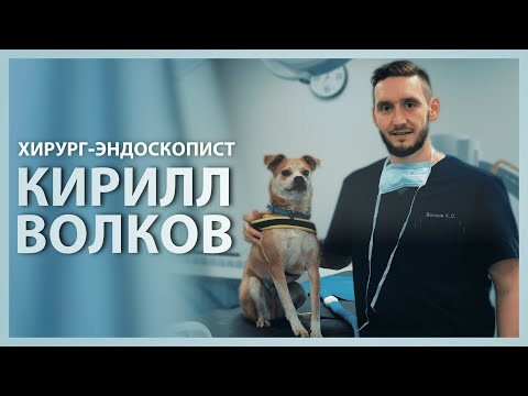 Видео: Как работает ветеринарный хирург