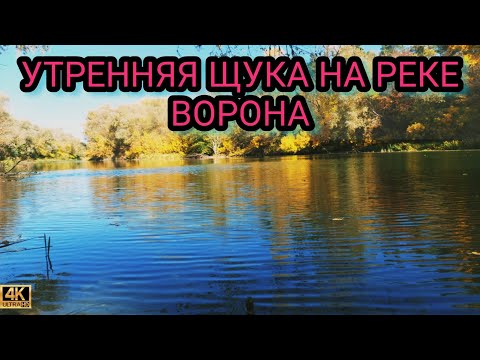 Видео: Утренняя щука на реке Ворона.