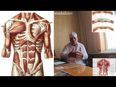 Видео: Топография брюшной стенки. часть 2. Проф. Ахмадудинов М.Г.