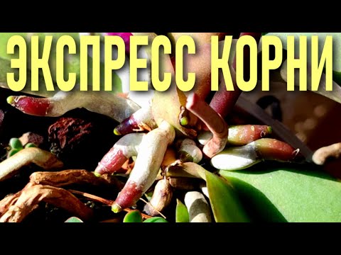 Видео: ЭКСПРЕСС КОРНИ ОРХИДЕИ или СУПЕР СИЛА РАСТЕНИЯ БЕССМЕРТИЯ ДЛЯ РОСТА КОРНЕЙ И ЦВЕТОНОСОВ ОРХИДЕЙ!