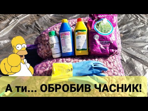 Видео: ЗАМОЧУВАТИ ЧИ ОБПРИСКУВАТИ? Як правильно обробити часник преред посадкою.