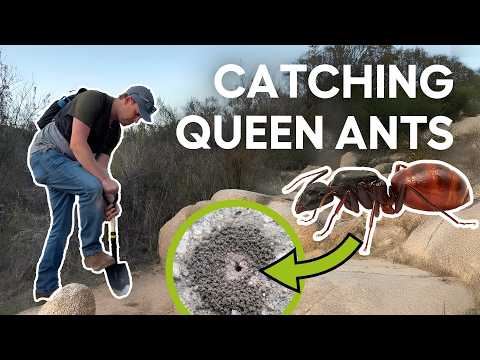 Видео: В поисках крупнейшей королевы муравьев в США