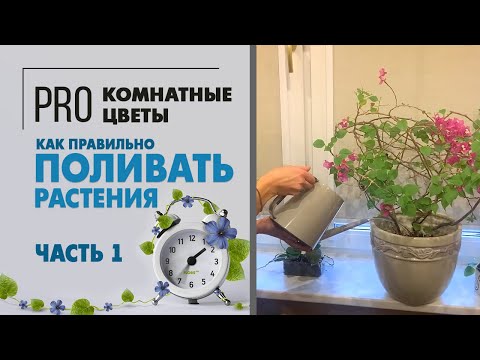 Видео: Как правильно поливать растения. Видео про полив: умеренный, обильный - что это означает?