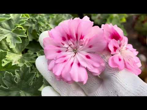 Видео: #38.Все про ЗОНАРТИКИ,особливості та догляд за цією групою ПЕЛАРГОНІЙ 🔥☘️🌺