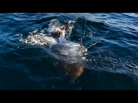Видео: ОГРОМНЫЙ Палтус съел мой улов! СЛУЧАЙ НА МИЛЛИОН!!! Ловля форели с лодки в Норвегии