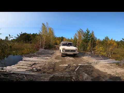 Видео: Золотая осень! Нива 4х4 по лесным дорогам в поиске грибов и металлолома!