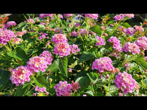 Видео: как размножить лантану черенками.