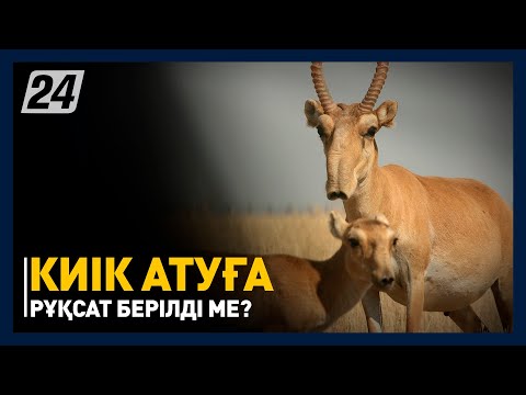 Видео: Қазақстанда киік атуға рұқсат берілді ме?