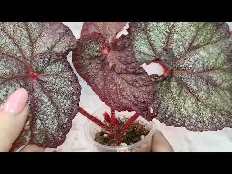 Видео: Немного сеянцев!