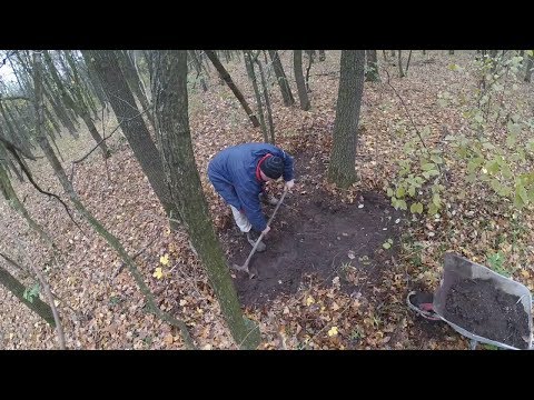 Видео: Лесная земля на рассаду, 100% урожай. Forest soil for seedlings, harvest 100%.