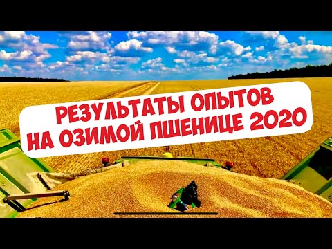 Видео: БАКТЕРИИ, КАРБАМИД ПО ЛИСТУ, ИНЪЕКЦИИ, СЕЛИТРА ИЛИ КАС... РЕЗУЛЬТАТЫ ОПЫТОВ НА ПШЕНИЦЕ 2020